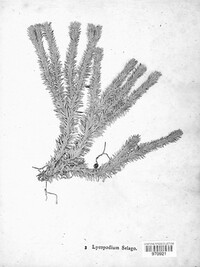 Huperzia selago image